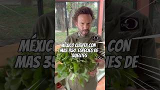 plantbased vegan vegetarian vegetales quelites quelitesmexicanos verdolaga mexico recetas [upl. by Leihcey]