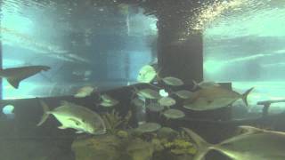 Lookdown Fish and Reef Sharks in an Aquarium [upl. by Enitsud767]