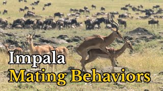 Surprising Facts About Impalas Mating Behaviors  Aepyceros melampus Real Mating Footages [upl. by Federica584]