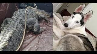 Alligator eats dog 500pound gator devours 80pound Husky [upl. by Nimrahc]