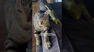 Cat Runs To Greet Her Lizard Brother  The Dodo [upl. by Litman]