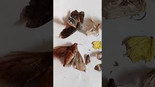 Life cycle of butterfly has ended Female butterflies died after laying eggs butterfly nature [upl. by Nosirrag]