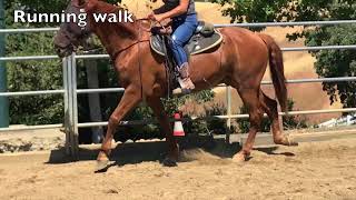 Missouri Fox Trotter Lesson [upl. by Junius]