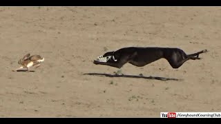 greyhound coursing 2020  dog race  coursing  racing  wild rabbit [upl. by Parthen]