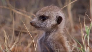 Snakebitten Meerkat Returns Home  BBC Earth [upl. by Norah]