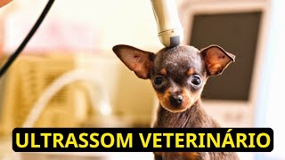 Como funciona o ultrassom abdominal veterinário [upl. by Lotti]