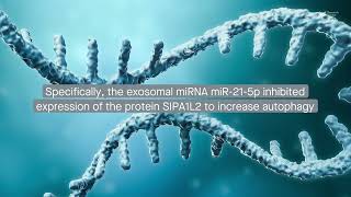 Exosomal miR215p promotes blood vessel repair in atherosclerosis by regulating autophagy [upl. by Atinet]