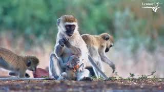 🐒Vervet Troop Relaxes Poolside pan🐒 [upl. by Anitsuj]