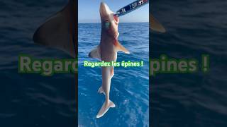 Requin Épine ⚠️💉 fish fishing shark reunion [upl. by Roel499]