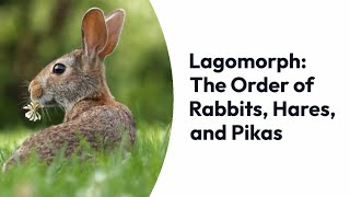 Lagomorphs From Rabbits and Hares to Pikas – Exploring the Order Lagomorpha [upl. by Middleton819]