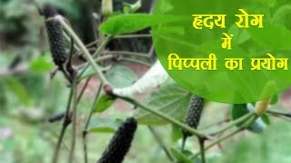 Ayurvedic Benefits of Pippali Plant for Heart Problems  Acharya Balkrishna [upl. by Pejsach814]