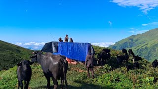 hard life in the mountain  nepalese shepherd life nepali village life [upl. by Llerraf]