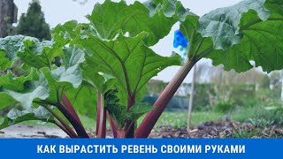 Как вырастить ревень своими руками [upl. by Assyram]