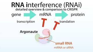 RNA interference RNAi microRNA miRNA siRNA Argonaute Ago proteins amp a comparison to CRISPR [upl. by Jacobah]