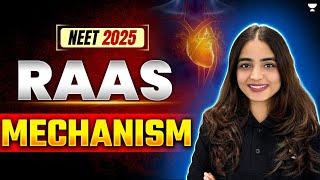 RAAS Mechanism  Excretory Products and their Elimination NEET 2025  Apeksha Singh neet2025 [upl. by Yelsehc457]