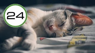 RONRONEO de GATO 🐱💤 para Dormir y Relajarse Relajante Sonido de Gato Dormido Ronroneando 🎧 ASMR [upl. by Enej]