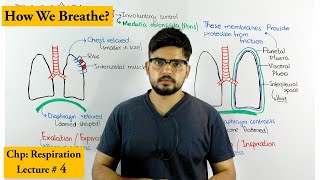 Mechanism of breathing  Inhalation amp Exhalation [upl. by Edy]