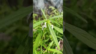 Leucas aspera Thumba includes 200 sp annual herb Flowers small white Family Lamiaceae [upl. by Nauqe]