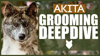 How To Groom Your AKITA [upl. by Noelopan]