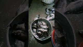 Fish marketPremi Amarytshortshortreelsubcribeviral song [upl. by Noiemad]