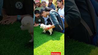 galiff street pet market  dog market Kolkata shrots dog petmarket galiffstreet [upl. by Nya139]