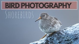 BIRD PHOTOGRAPHY  Photographing shorebirds [upl. by Enawtna]