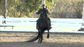 Snoepje  Grand Champion Friesian Saddle Seat Park Open Jingle Bell Horse Show [upl. by Bab678]