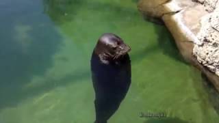 spinning seal [upl. by Berfield]