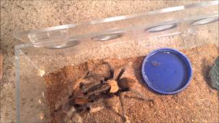 Breeding Aphonopelma chalcodes [upl. by Marthena]