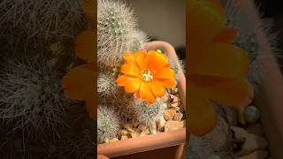 Rebutia muscula rebutia cactos plantas [upl. by Nomde]