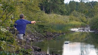 Small Stream  Small Trout [upl. by Nagy]