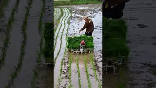 Rice transplanter water farming machine [upl. by Emmeline]