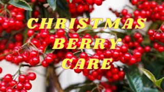 HOW TO GROW amp CARE FOR ARDISIA CRENATA  COMPLETE CARE GUIDE ON CHRISTMAS BERRY INTERESTING FACTS [upl. by Wertheimer100]