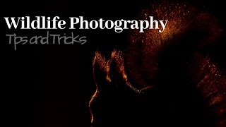 How to be creative with wildlife photography part 2  TIPS AND TRICKS [upl. by Anaitsirc]