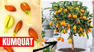 LA MEJOR FORMA DE GERMINAR KUMQUAT O QUINOTO NARANJO ENANO IDEAL MACETA [upl. by Hillard]