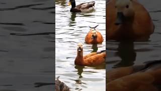 Duckyoutubeshortsanimalsjustnaturetrendingnaturewildlifeshortsviralshortsvideoshortvideos [upl. by Frendel]