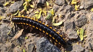 Millipede on the road at morning millipedes millipede millipedetoy kenno worms keeda keede [upl. by Pejsach]