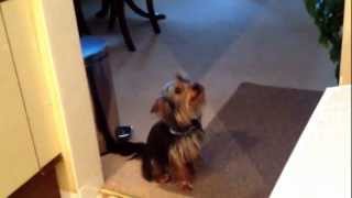 Talking Yorkshire Terrier [upl. by Thaddus]