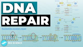 DNA Repair amp Recombination  Cell Biology [upl. by Weinrich]