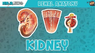 Renal  Kidney Anatomy Model [upl. by Dorinda]