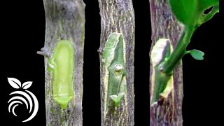 طرق تطعيم الأشجار Methods of grafting trees [upl. by Benjy910]