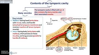 The Ear 4  Contents of the Middle Ear  Dr Ahmed Farid [upl. by Nore628]