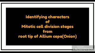 Identifying characters of mitotic cell division stages from root tip of Allium cepaOnion [upl. by Nylessej]