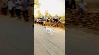 😱Dog race Kolhapur  महाराष्ट्र राज्य श्वान शर्यत 55  shorts short dograce greyhound [upl. by Latsyc826]