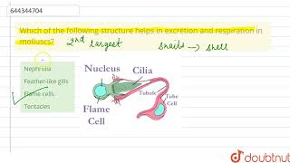 Which of the following structure helps in excretion and respiration in molluscs  12  ANIMAL K [upl. by Bywaters]