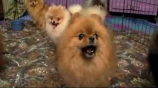 Dogs 101 Pomeranian [upl. by Younglove]