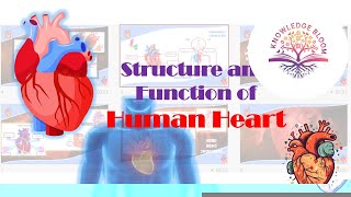 Structure and Function of Human Heart Detailed Overview  Fluids amp Circulation  Biology 11 [upl. by Rokach]