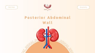 Posterior abdominal wall  Anatomy [upl. by Piggy78]