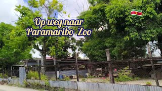 Op weg naar Paramaribo Zoo [upl. by Tilly]