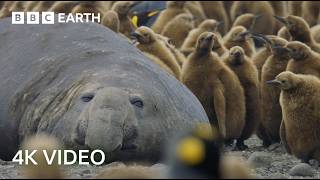 Incredible 4K Nature Scenes Narrated By David Attenborough  BBC Earth [upl. by Lemieux]